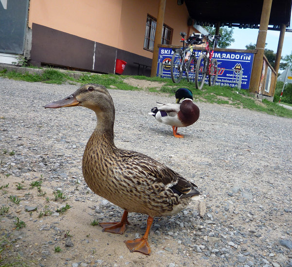 Obligátní kachna v Radotíně