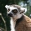 spolecnost:zoo2009:flash-thumbs:img_1041.jpg