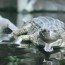 spolecnost:zoo2009:flash-thumbs:img_1051.jpg