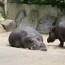 spolecnost:zoo2009:flash-thumbs:img_1057.jpg