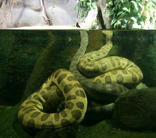 spolecnost:zoo2009:img_1066.jpg