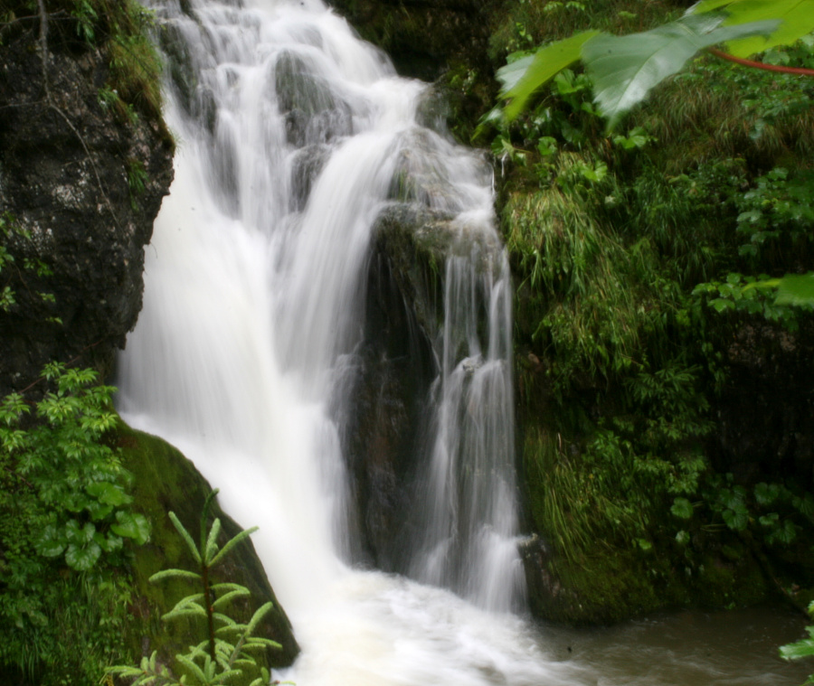 (Roháče 2011, Prosiecka a Kvačianska dolina)