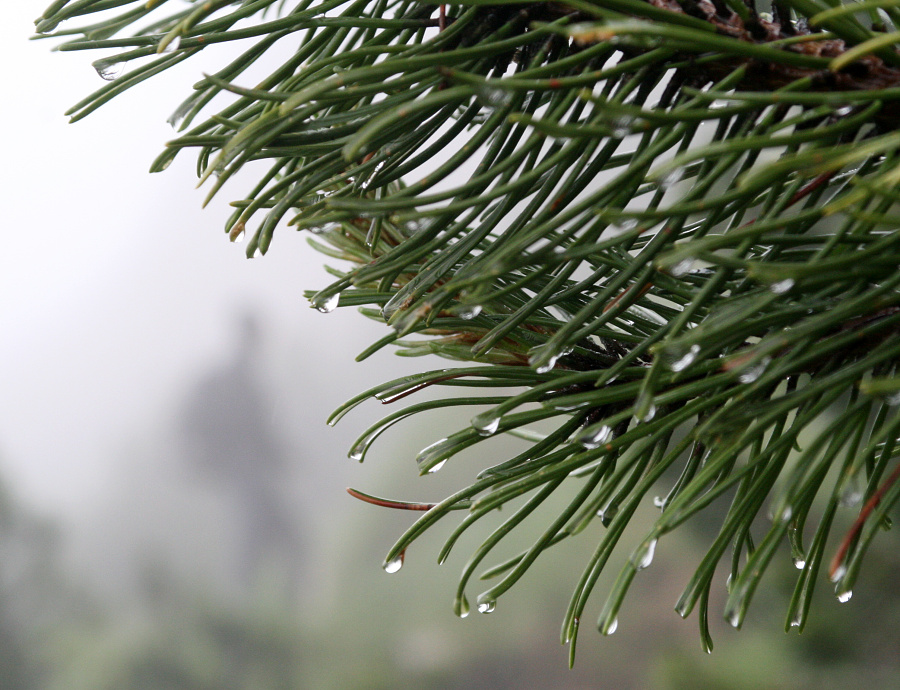 (Roháče 2011, Sivý vrch)