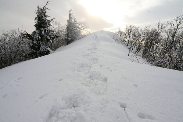 Kozi Chrbat (1330 m)