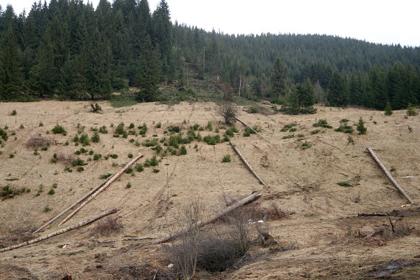 Poházené "kmínky"
