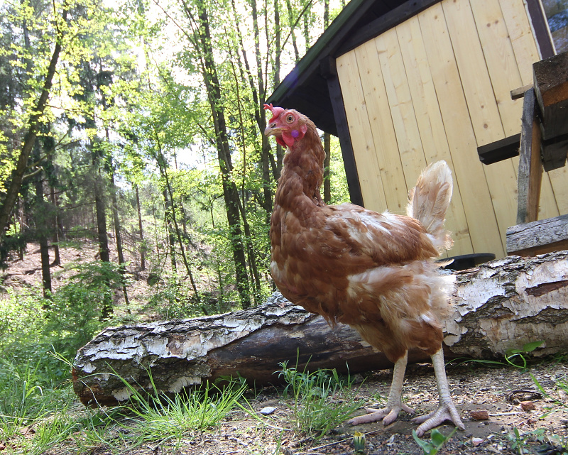 Friendly chick