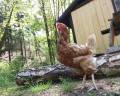Friendly chick
